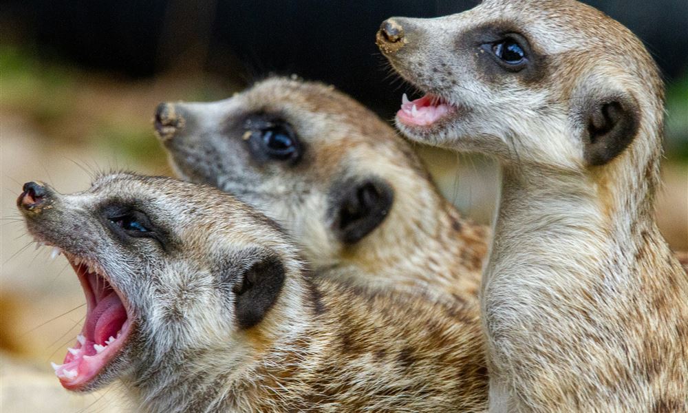 Foto di Joshua J Cotten; Unsplash