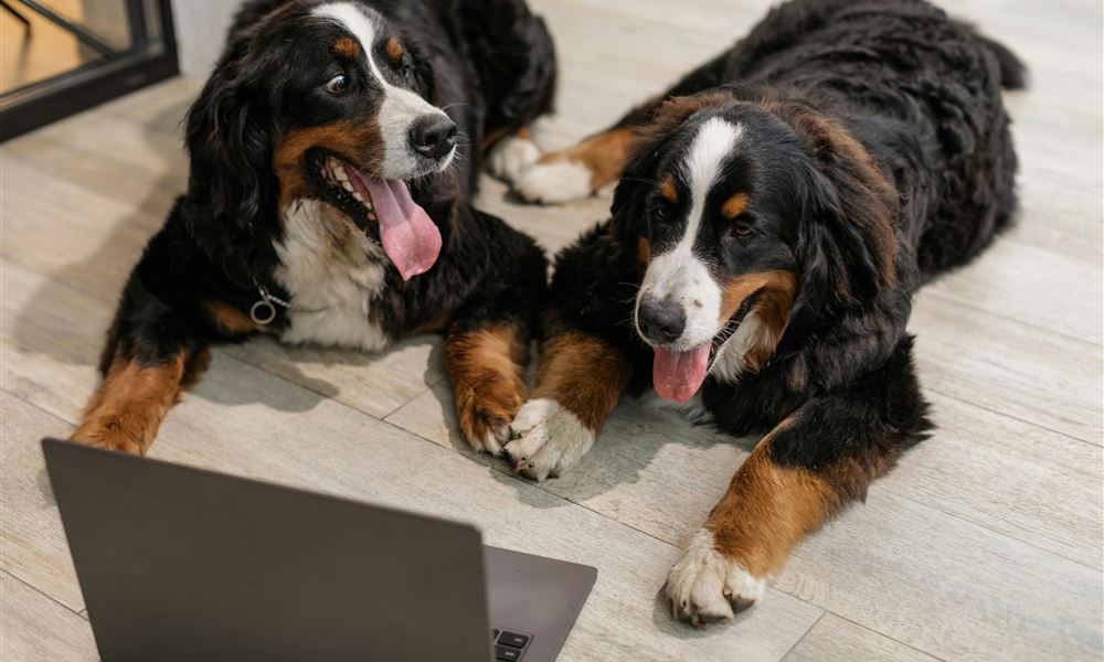 Foto di Alena Darmel; Pexels