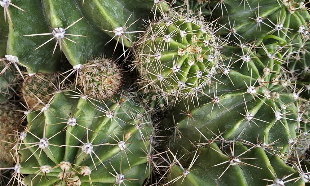 Foto di Hakan Yaşarcan; Pexels